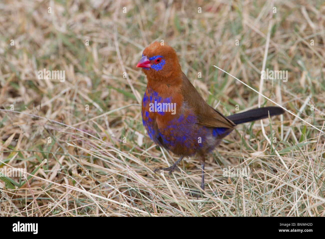 Violetter Grenadier (Uraeginthus ianthinogaster), Zentralkenia. Stockfoto
