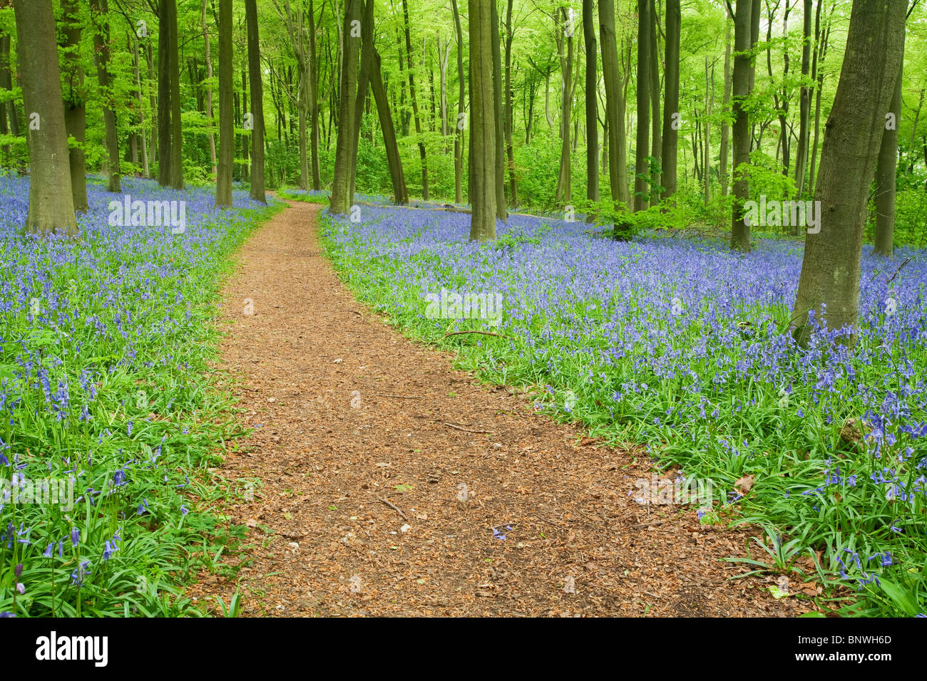 Frühling-Glockenblumen im Buche Wald auf den Chiltern Hills über Mapledurham, Oxfordshire, Vereinigtes Königreich Stockfoto