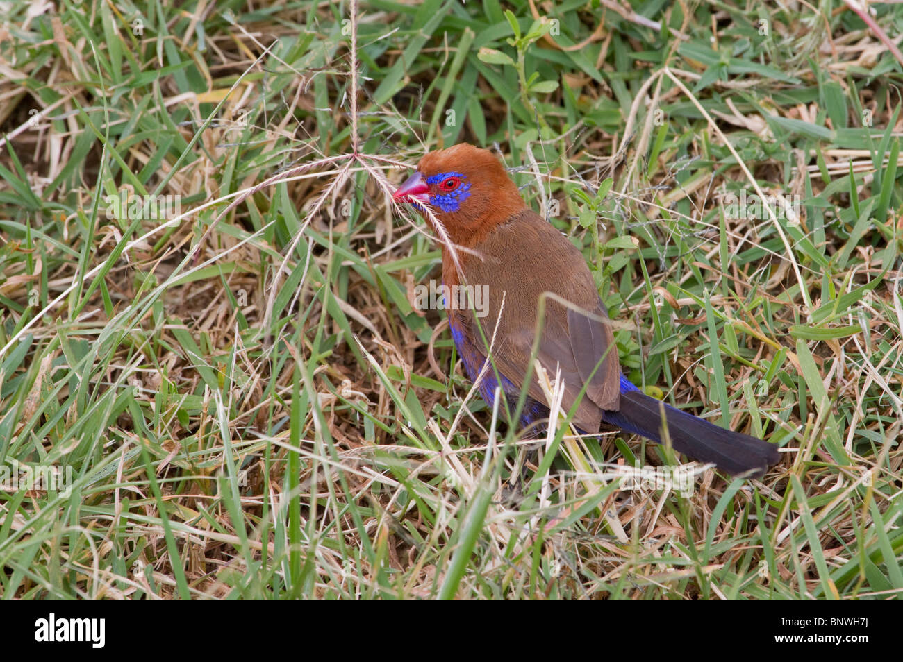 Purpurgranadier (Uraeginthus ianthinogaster), der Grassamen frisst, Zentralkenia. Stockfoto
