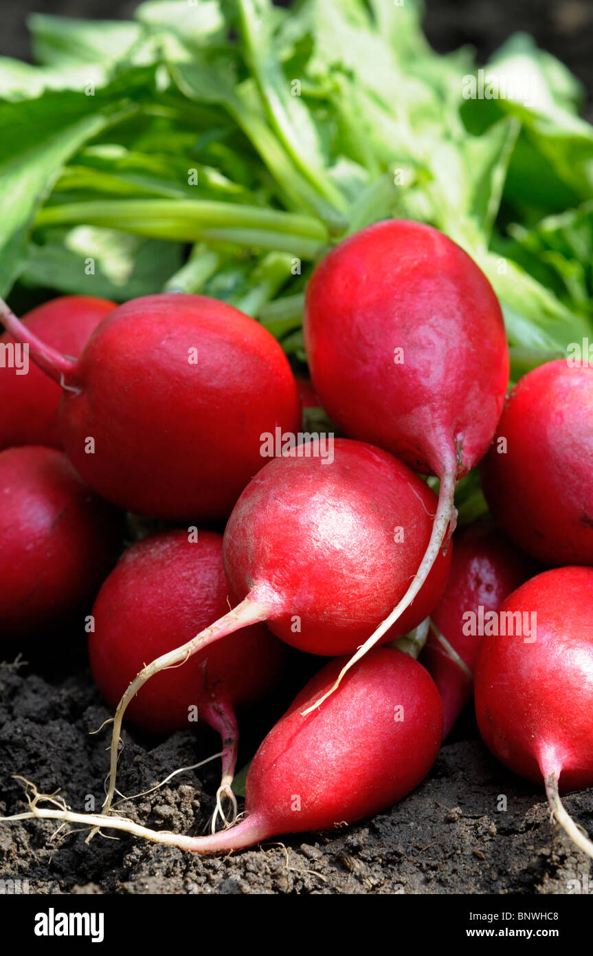 Frische Radieschen Stockfoto