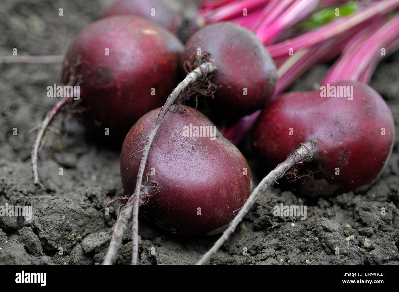 Rote Beete, frischen, rohen Rüben Garten Stockfoto