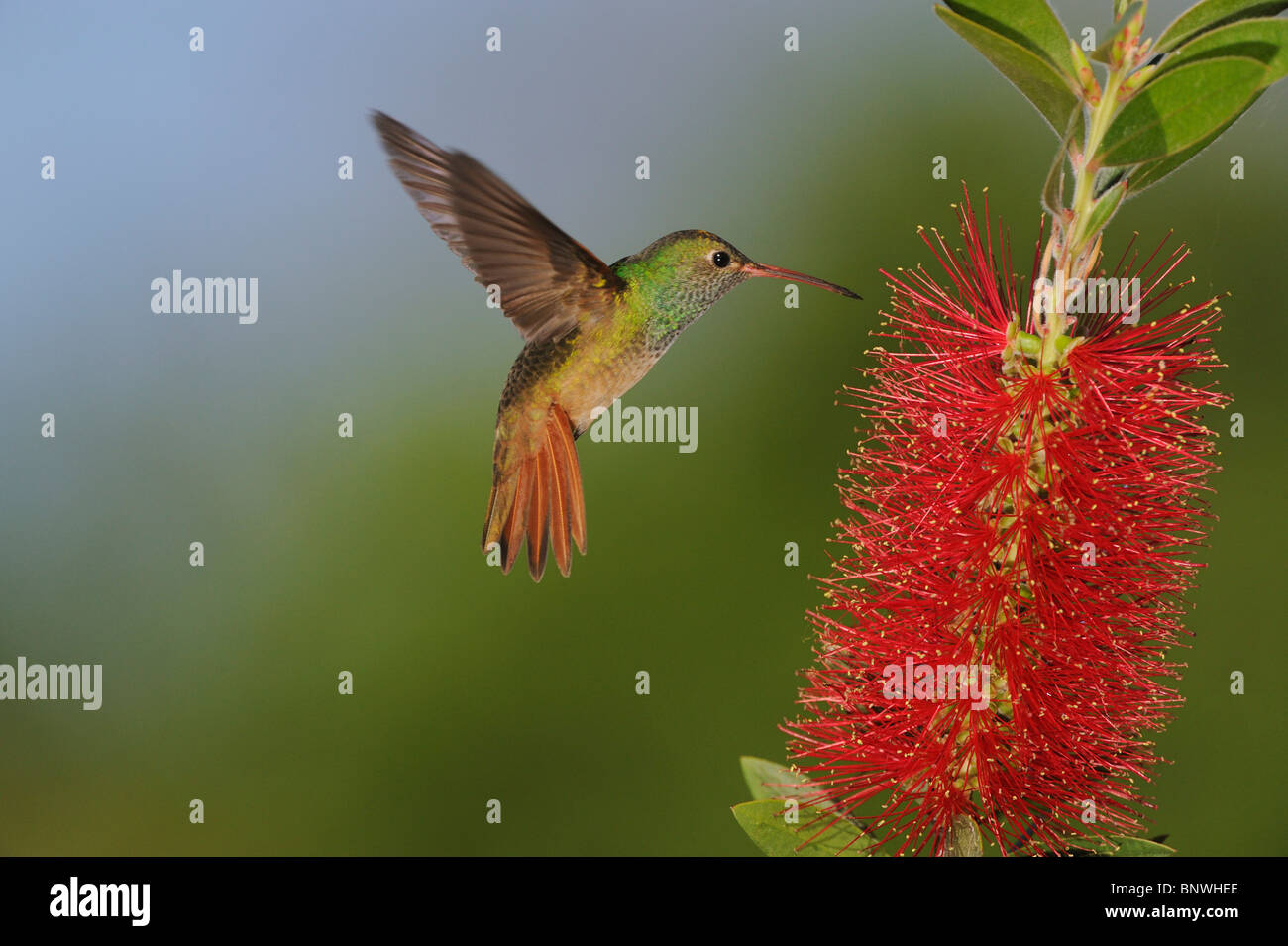 Buff-bellied Kolibri (Amazilia Yucatanenensis), Erwachsene ernähren sich von Zitrone Bottlebrush (Zylinderputzer Citrinus), Sinton, Texas Stockfoto