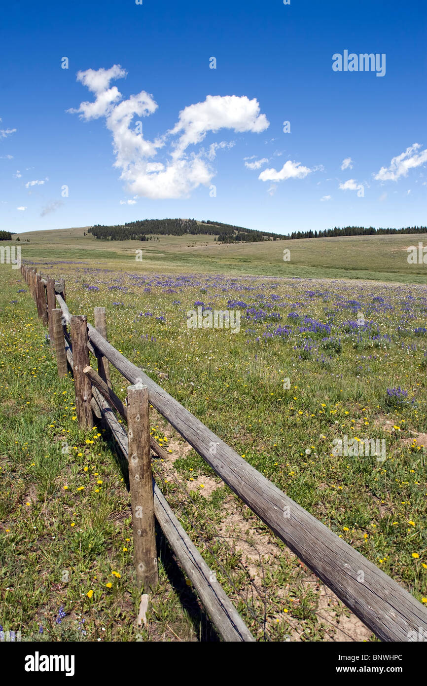 Felder von wilde Kornblume Blumen in Wyoming. Stockfoto