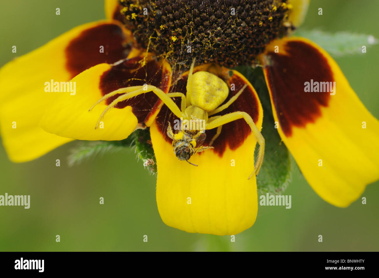 Krabbenspinne (Misumena Vatia), Erwachsene mit Beute, Fennessey Ranch, Refugio, Fronleichnam, Küste von Coastal Bend, Texas, USA Stockfoto