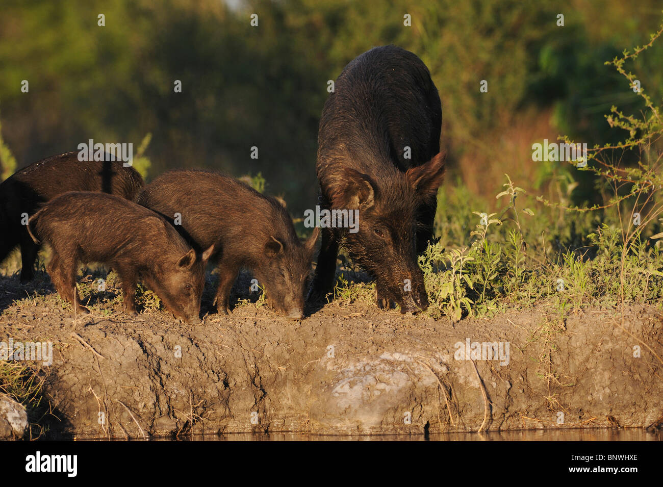 Wildes Schwein (Sus Scrofa), Mutter mit jungen, Fennessey Ranch, Refugio, Fronleichnam, Küste von Coastal Bend, Texas, USA Stockfoto