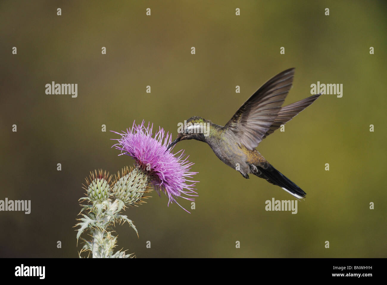 Blau-throated Kolibri (Lampornis Clemenciae), männliche Fütterung auf blühenden Texas Distel, Chisos Mountains, Big Bend NP, Texas Stockfoto