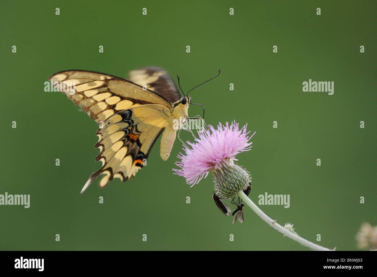 Riesige Schwalbenschwanz (Papilio Cresphontes), Erwachsene ernähren sich von Texas Distel (Cirsium Texanum), Refugio, Coastal Bend, Texas Stockfoto