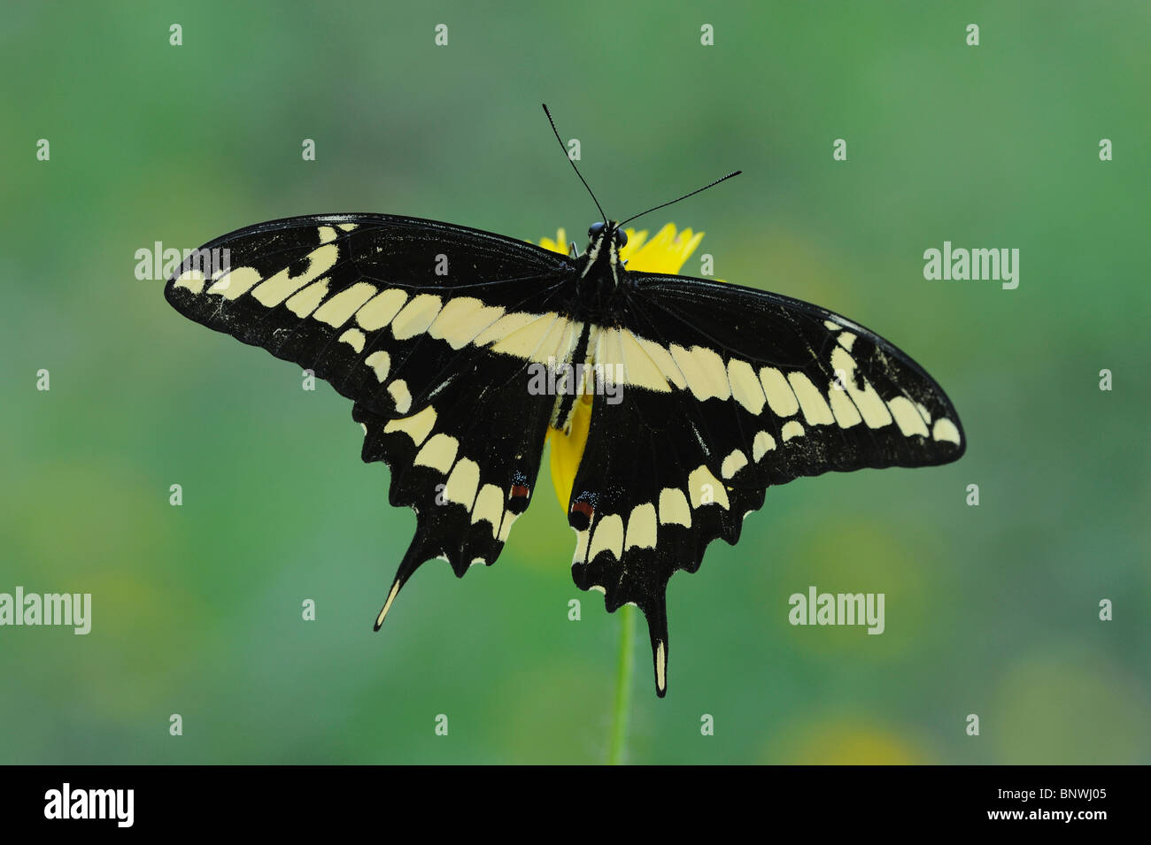 Riesige Schwalbenschwanz (Papilio Cresphontes), Erwachsene ernähren sich von Blume, Fennessey Ranch, Refugio, Küste von Coastal Bend, Texas, USA Stockfoto