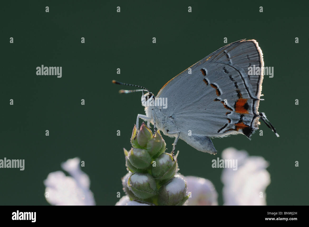 Grau-Zipfelfalter (Strymon Melinus), Erwachsene gehockt Blume, Fennessey Ranch, Refugio, Küste von Coastal Bend, Texas, USA Stockfoto