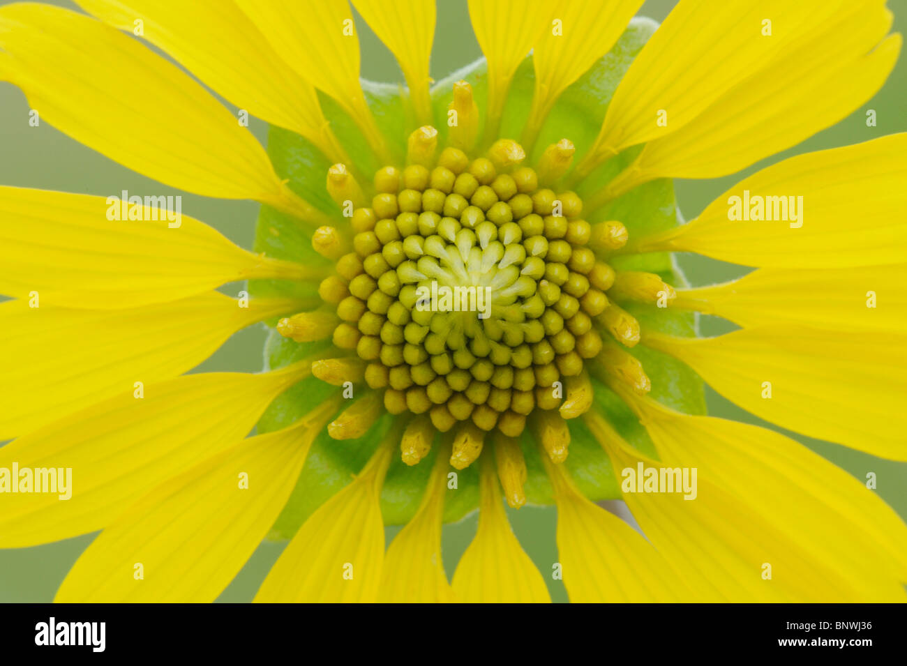 Crownbeard (Verbesina SP.), blühen, Fennessey Ranch, Refugio, Coastal ...