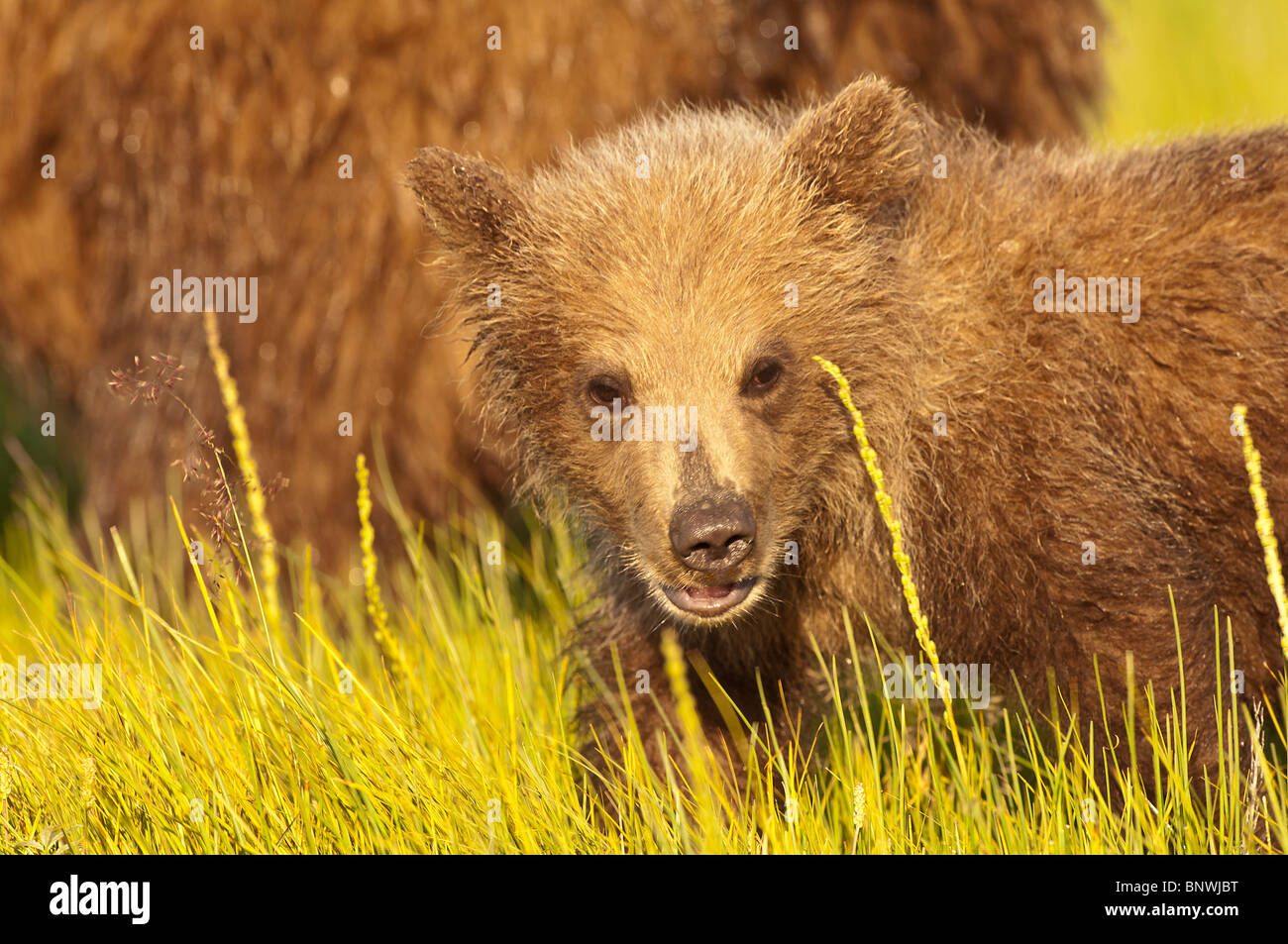 Stock Foto von einem Alaskan Küsten braun Bärenjunge auf einer Wiese im goldenen Licht des Sonnenuntergangs, Lake-Clark-Nationalpark, Alaska. Stockfoto