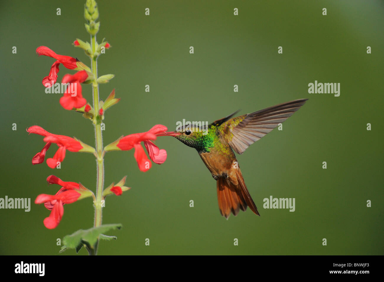 Buff-bellied Kolibri (Amazilia Yucatanenensis), Erwachsene ernähren sich von roten Salbei (Salvia SP.), Sinton, Corpus Christi, Texas Stockfoto