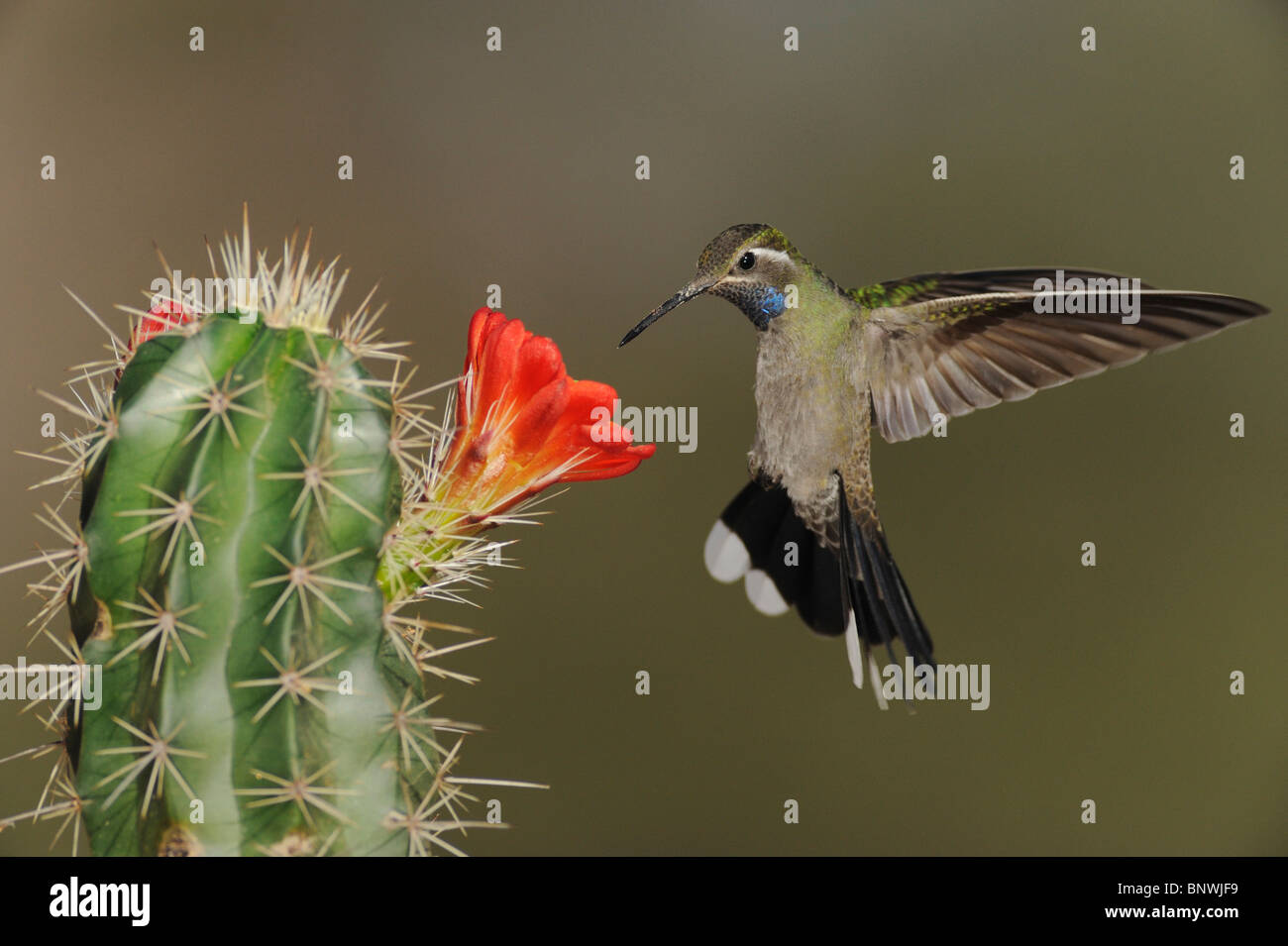 Blau-throated Kolibri (Lampornis Clemenciae), männliche Fütterung auf blühender Claret Cup Kaktus, Big Bend Nationalpark, Texas Stockfoto