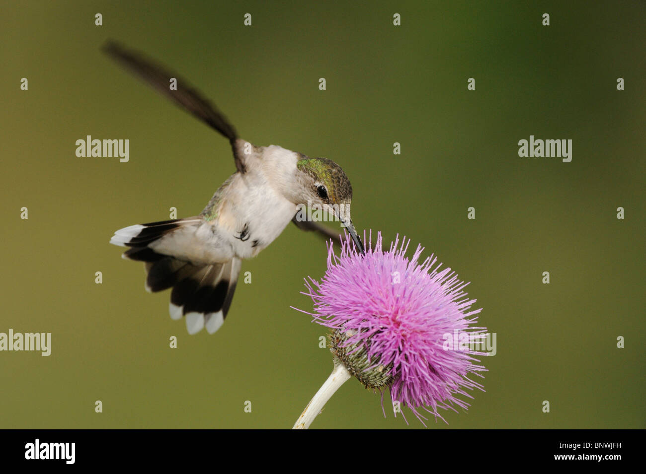 Ruby – Throated Kolibri (Archilochos Colubris), weibliche Fütterung auf Texas Distel, Küste von Coastal Bend, Texas, USA Stockfoto