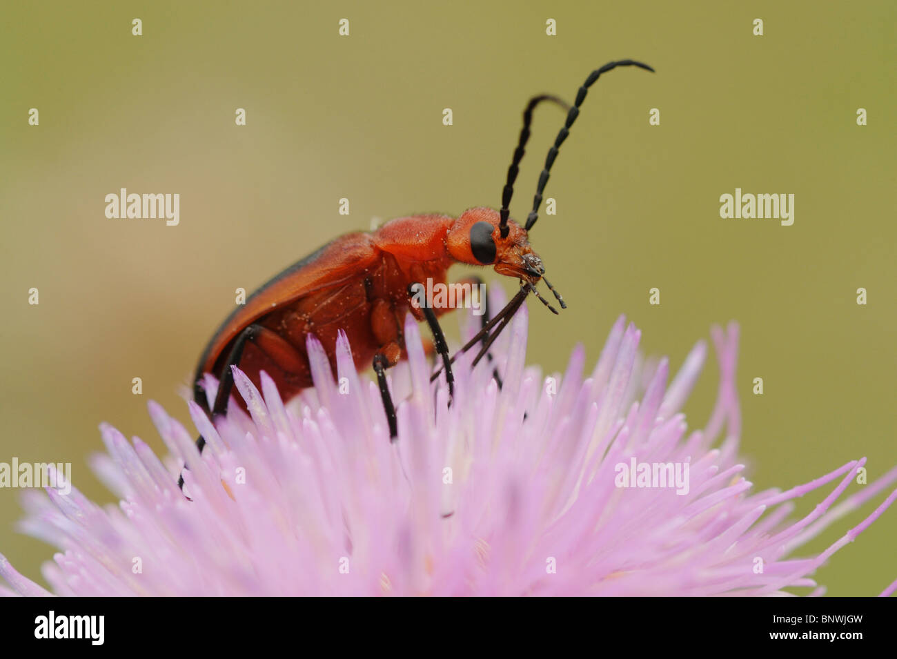 Käfer (Cantharidae), Erwachsene auf Texas Distel (Cirsium Texanum), Soldat Fennessey Ranch, Refugio, Coastal Bend, Texas Küste Stockfoto