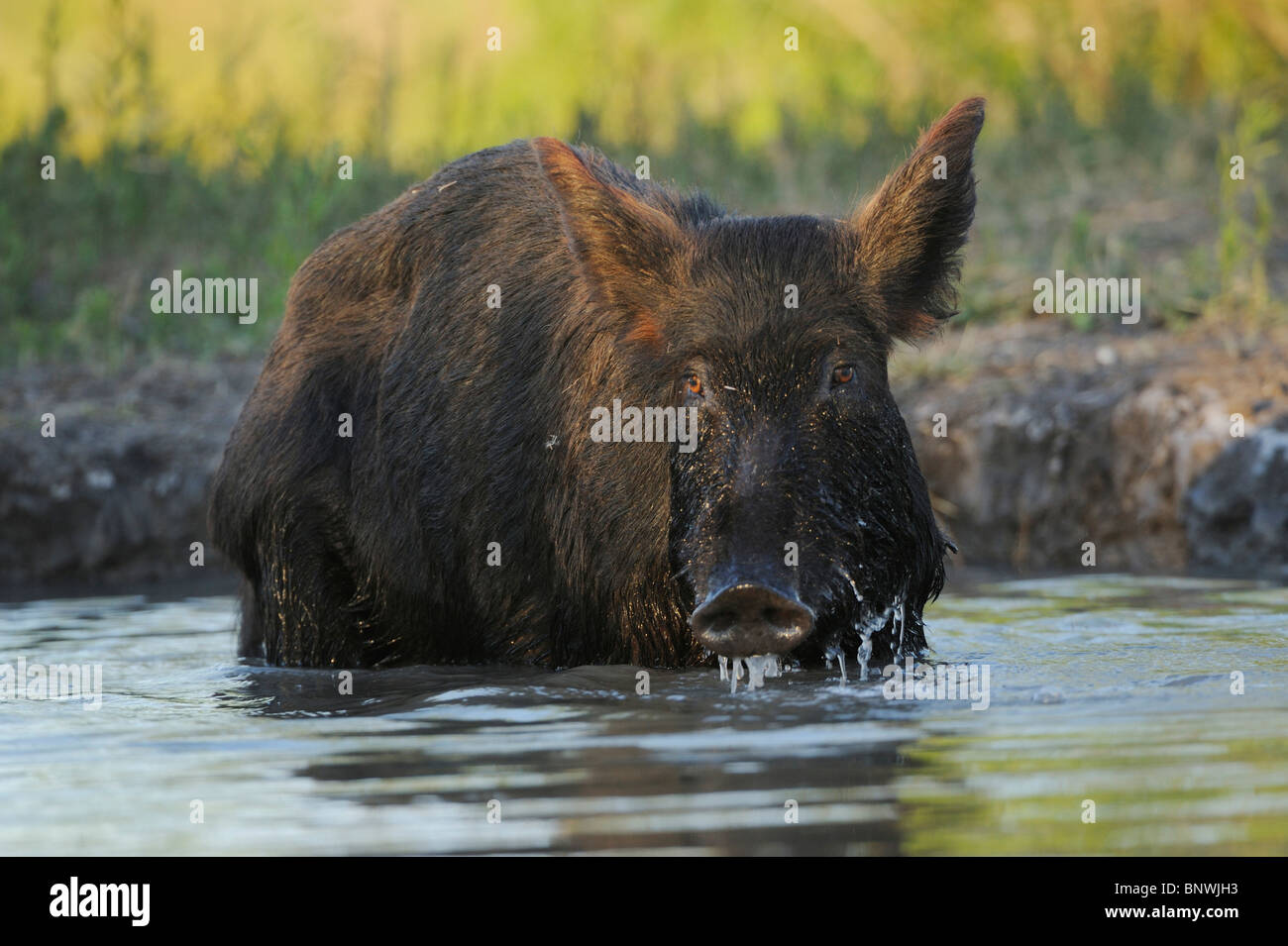 Wildes Schwein (Sus Scrofa), Mutter mit jungen trinken aus Teich, Fennessey Ranch, Refugio, Fronleichnam, Coastal Bend, Texas Stockfoto