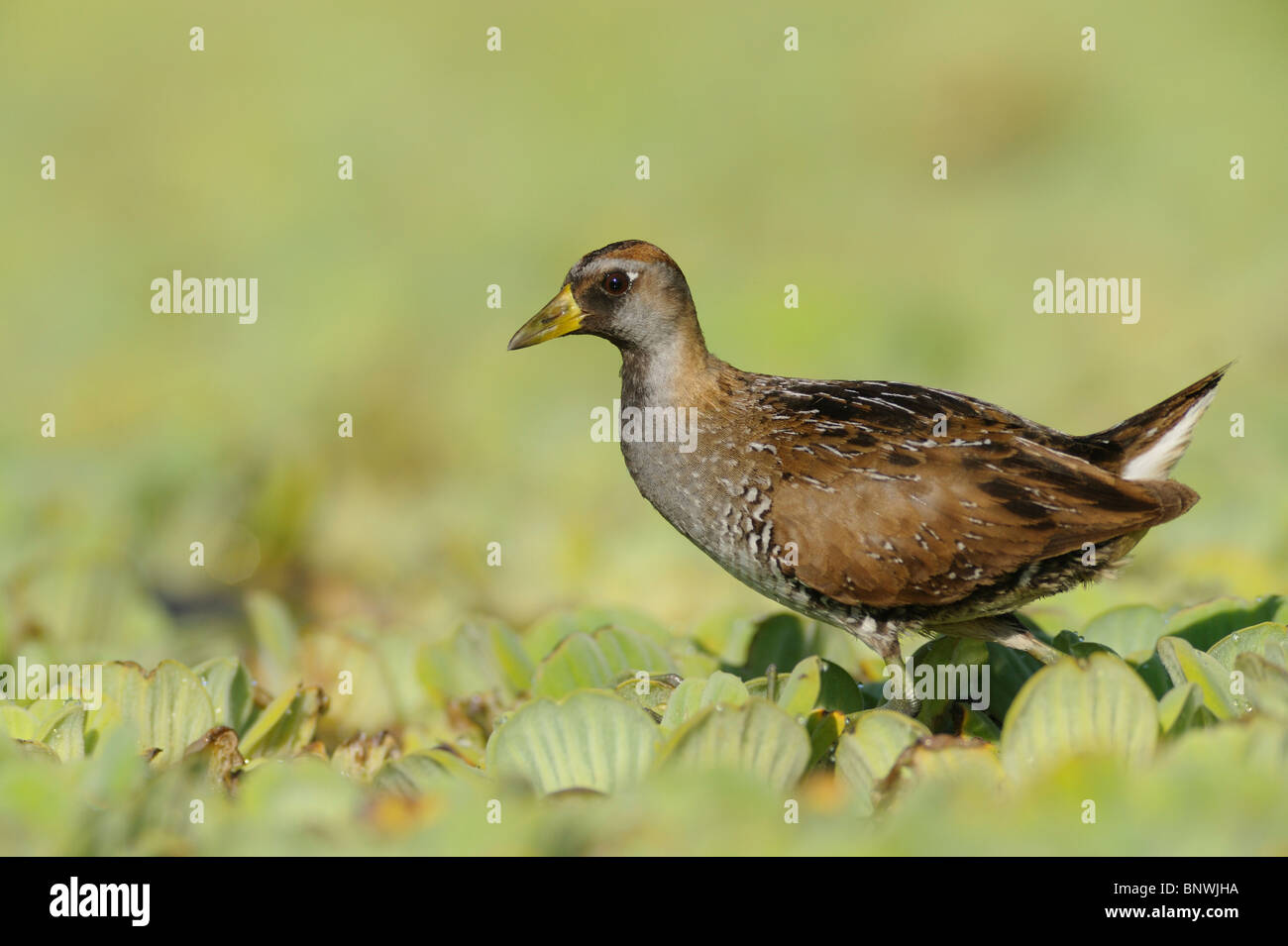 Sora (Porzana Carolina), unreif zu Fuß auf Wasser Salat, Refugio, Coastal Bend, Küste von Texas, USA Stockfoto