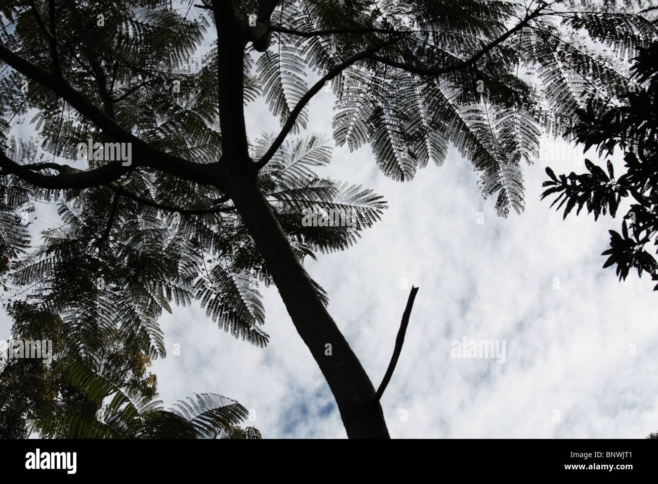 Baum-Silhouette mit Wolken Stockfoto