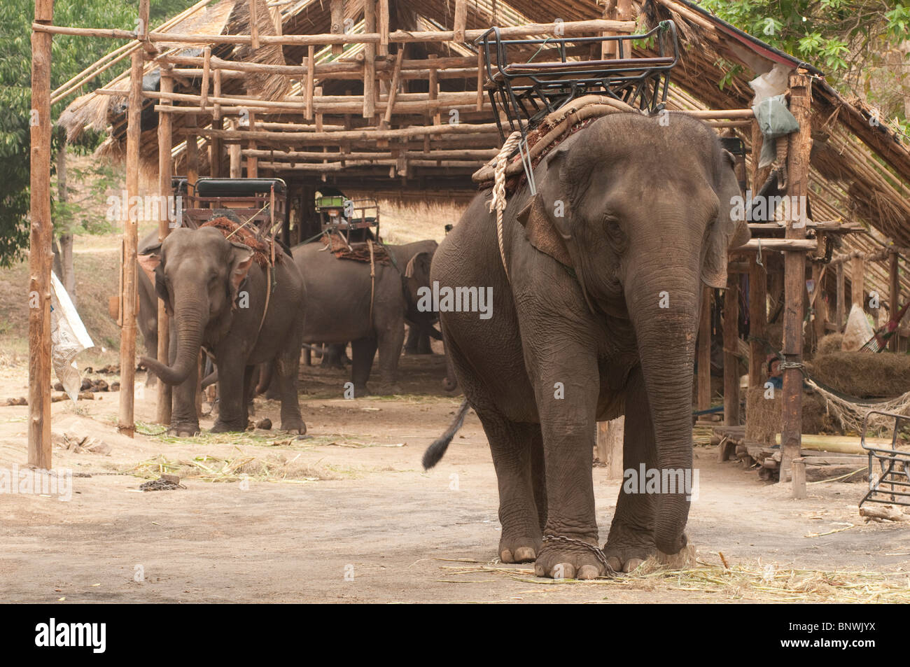 Elephant Conservation Center in Lampang, Thailand, Asien Stockfoto