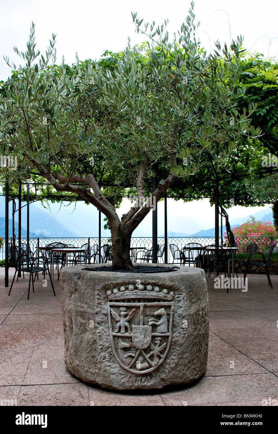 Olivenbaum in einem steinernen Vase in Varenna Lombardei Italien  Stockfotografie - Alamy