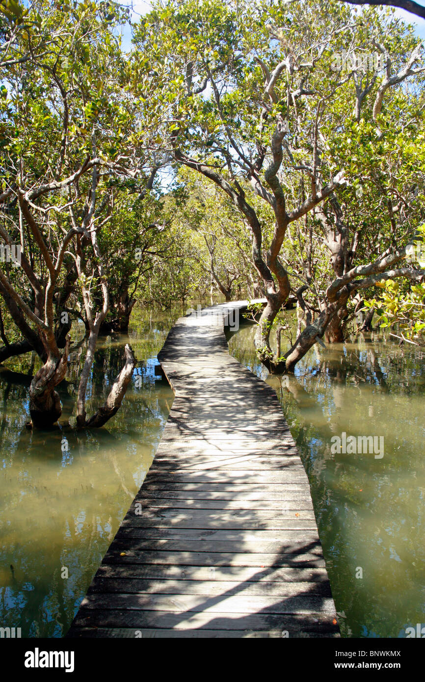 Holzsteg durch Mangroven, Waitangi Treaty Grounds, Neuseeland. Stockfoto