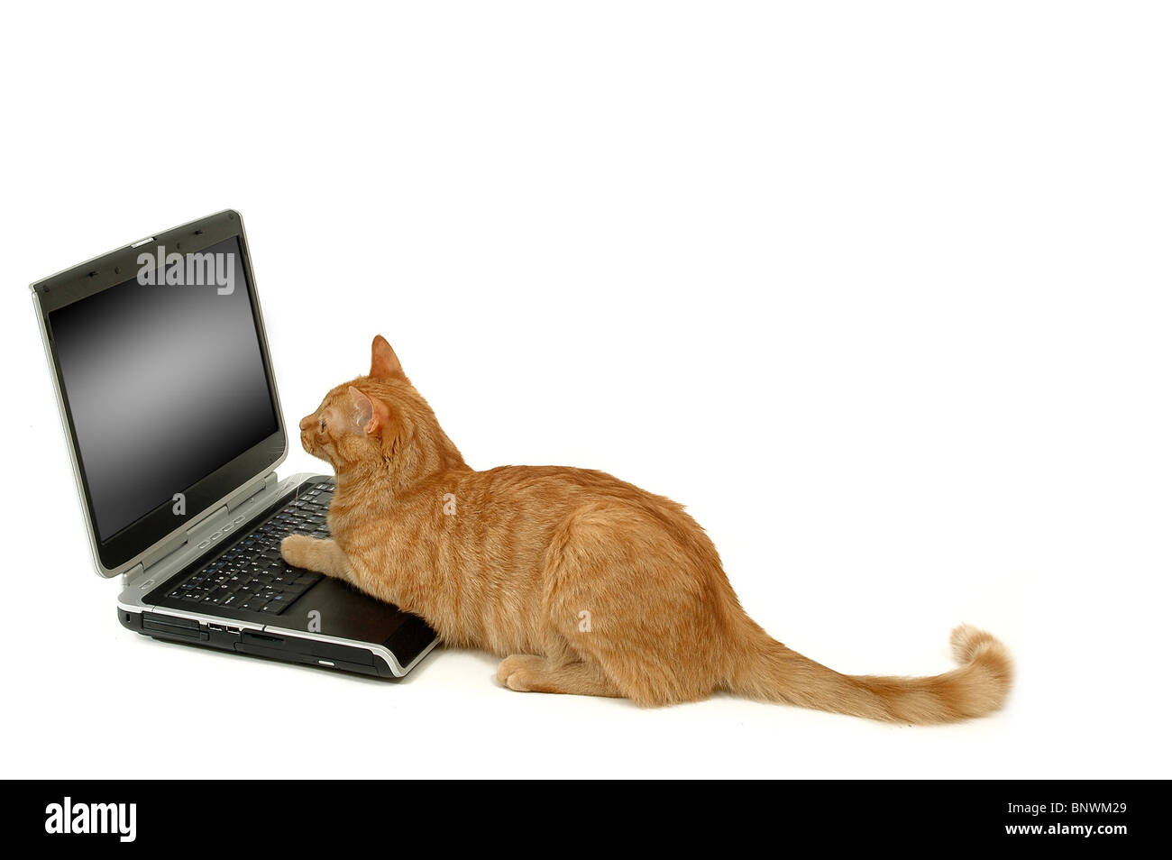 Eine Katze ist ein Laptop verwenden. Er hat seine Beine auf der Tastatur auf den Bildschirm schauen. Es sieht aus, wie es funktioniert. Weiße bg. Stockfoto