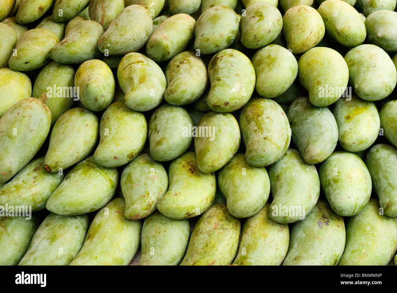 Grünen Mangos Stockfoto