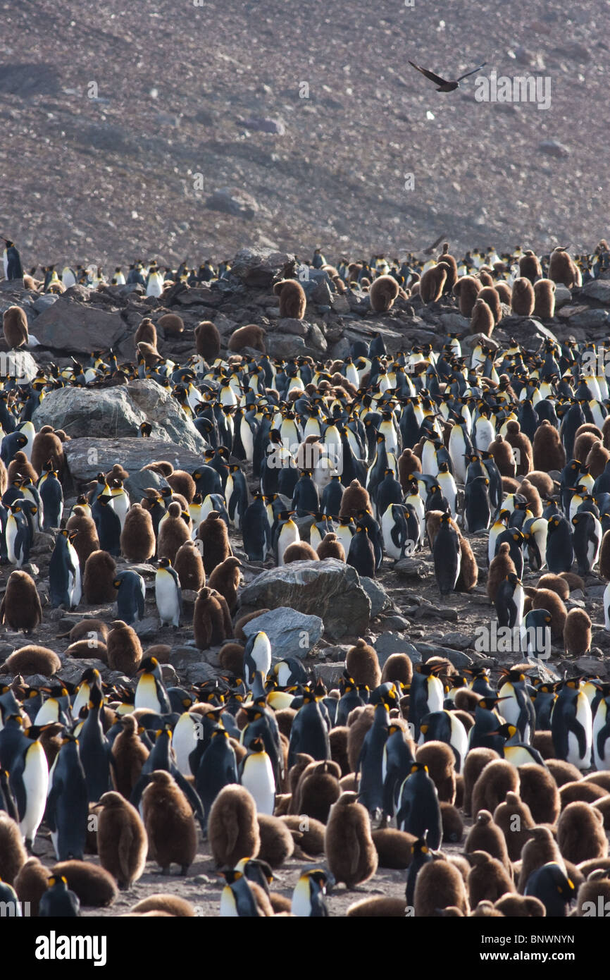 Eine große Kolonie von Königspinguine (Aptenodytes Patagonicus) auf South Georgia Island, eine Skua (Stercorarius Antarctica) fliegen über Stockfoto