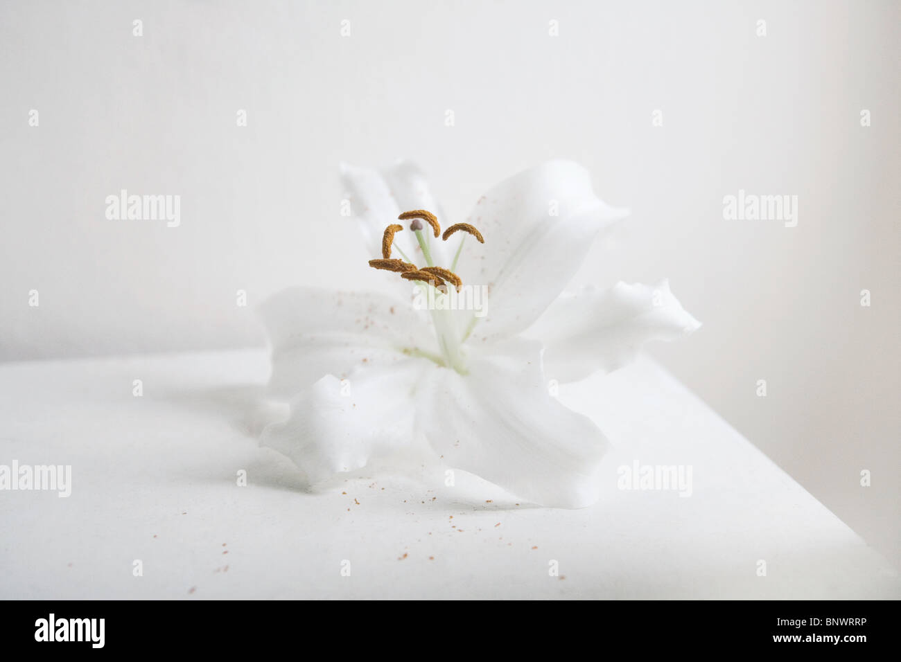 Eine weiße Lilie Blume Stockfoto