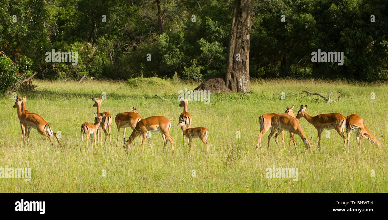 Thompson-Gazellen auf die Masai Mara in Kenia Stockfoto