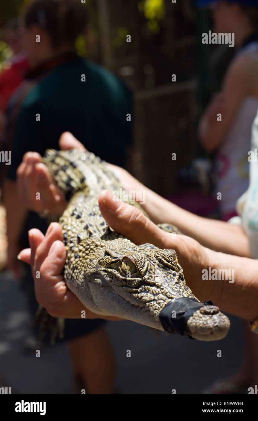 Tourist hält ein Baby-Krokodil an Crocodylus Wildlife Park. Darwin, Northern Territory, Australien. Stockfoto