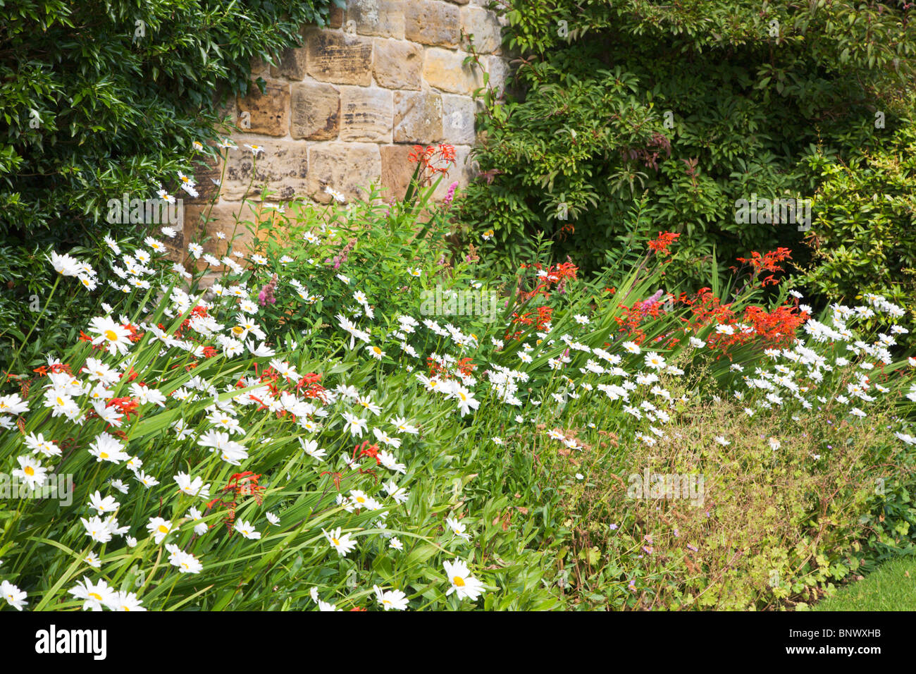 Sommerblume Grenzübergang Guisborough Priory Redcar und Cleveland England Stockfoto