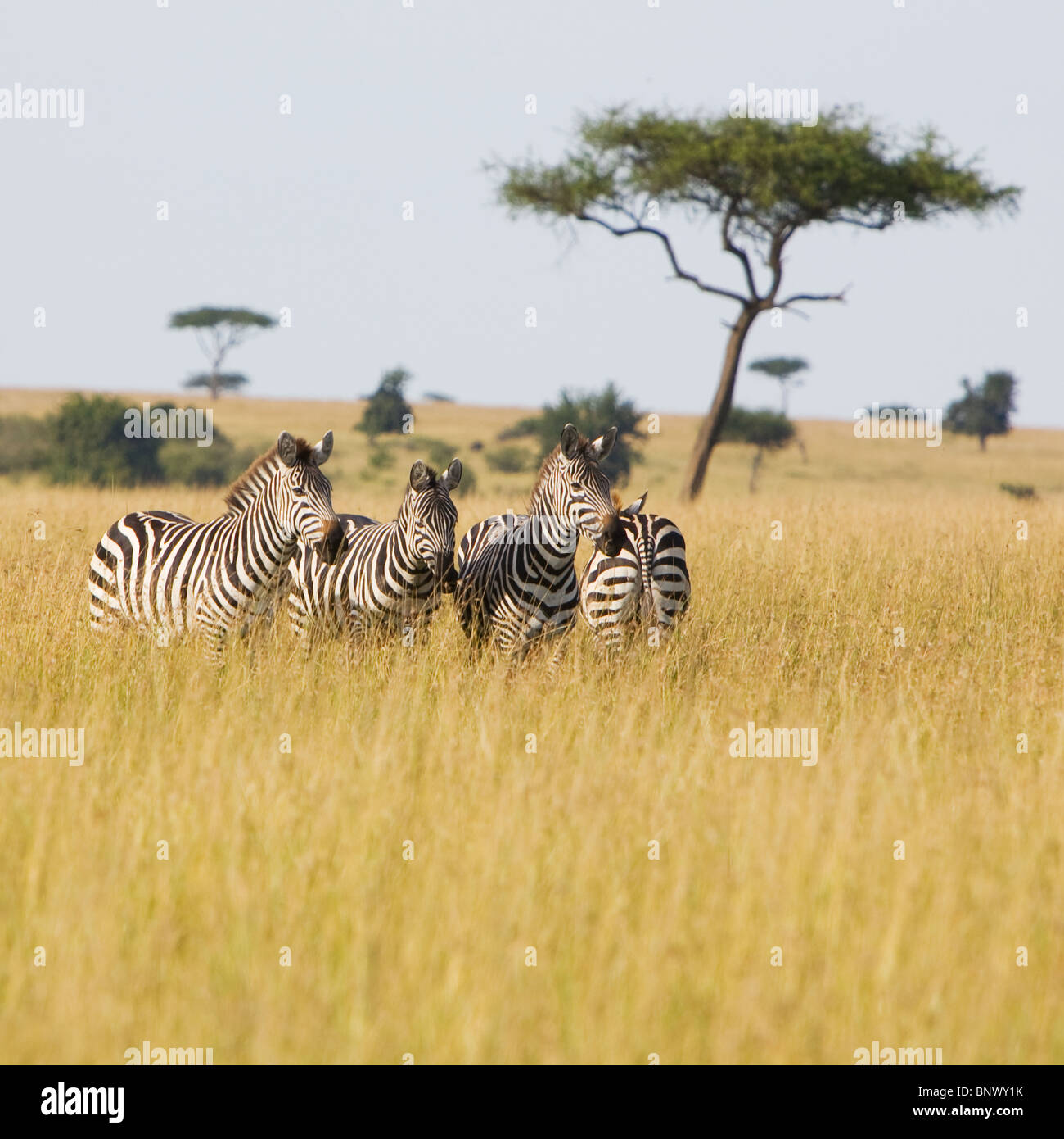 Zebra in die Masai Mara in Kenia Stockfoto
