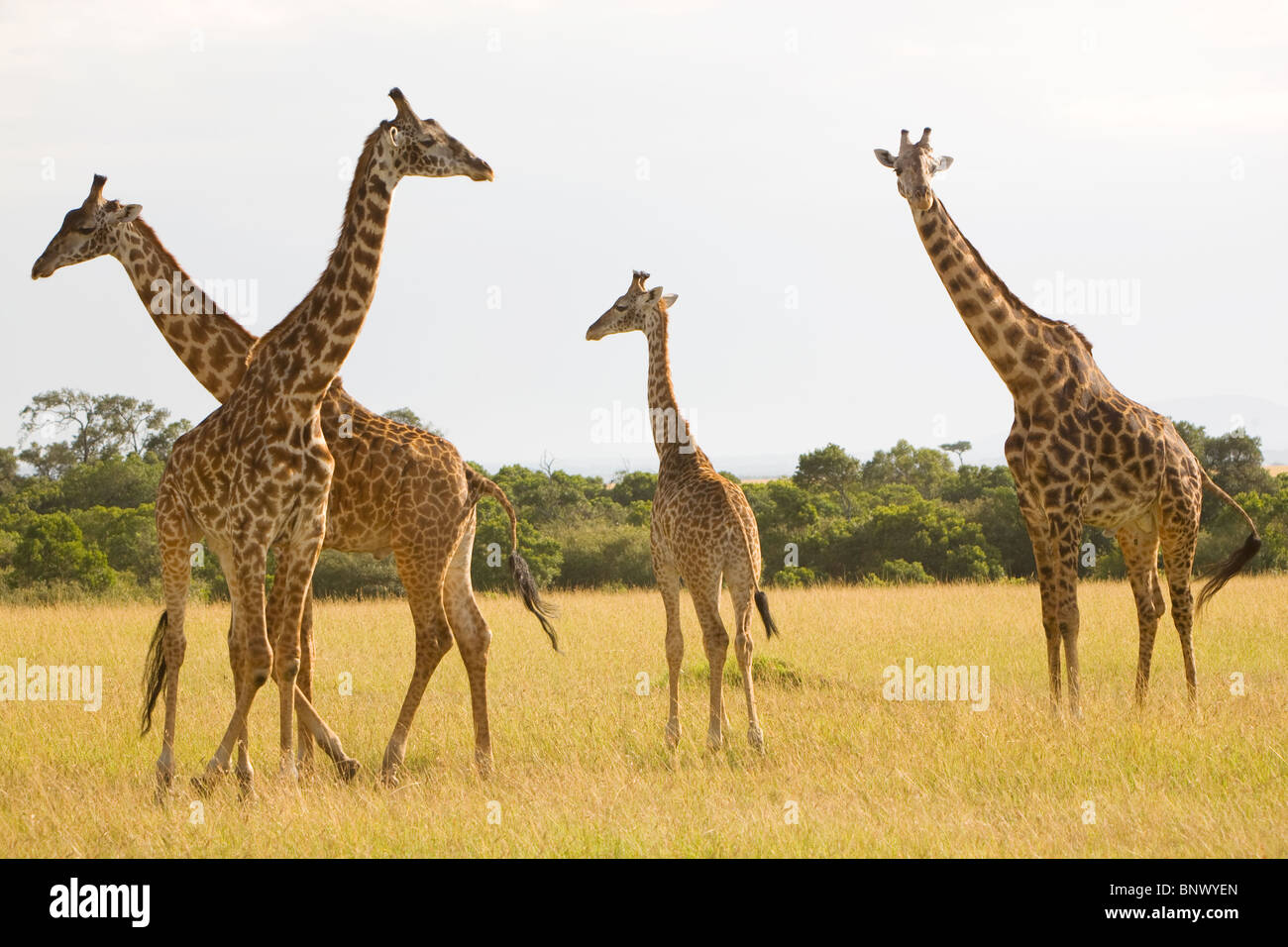 Giraffe in die Masai Mara in Kenia Stockfoto