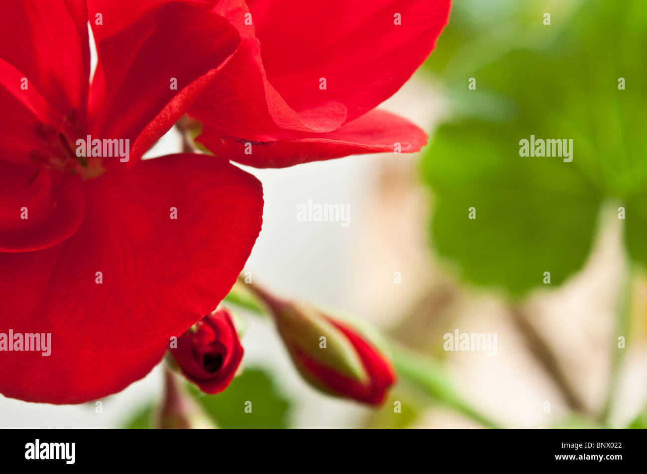 Nahaufnahme von einem roten Geranien / Perlagonium in Blüte mit Knospen und Blätter.  (Tiefenschärfe). Stockfoto