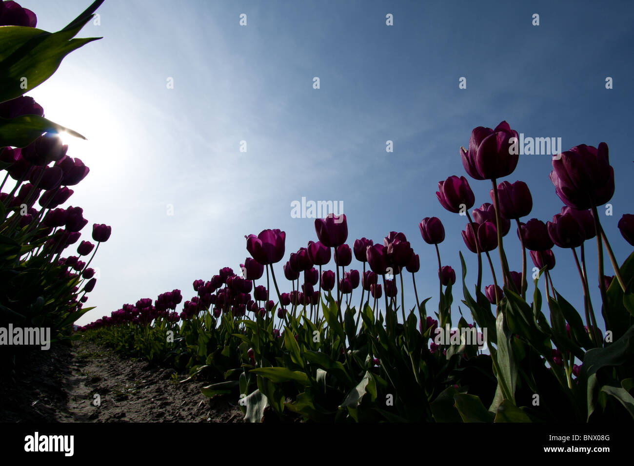 Reihen von Tulpen vor blauem Himmel. Stockfoto