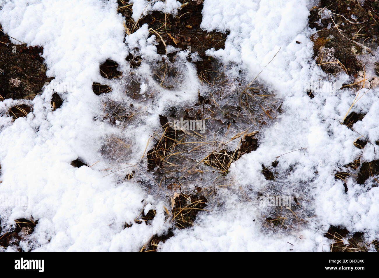 Eisbär verfolgt Lerneroyane oder Lerner Inselgruppe Svalbard, Norwegen. Stockfoto Eisbär verfolgt Lerneroyane oder Lerner Inselgruppe Svalbard, Norwegen. Stockfoto