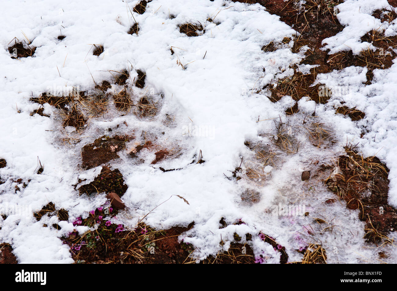 Eisbär verfolgt oder Pfotenabdrücke, Lerneroyane oder Lerner Inselgruppe Svalbard, Norwegen. Stockfoto