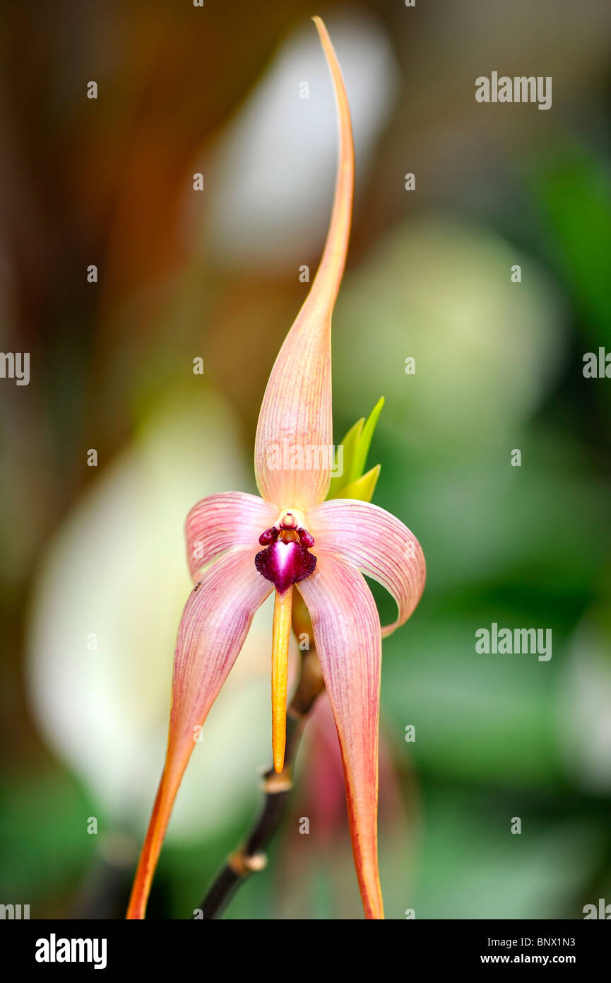 Orchidee Stockfoto