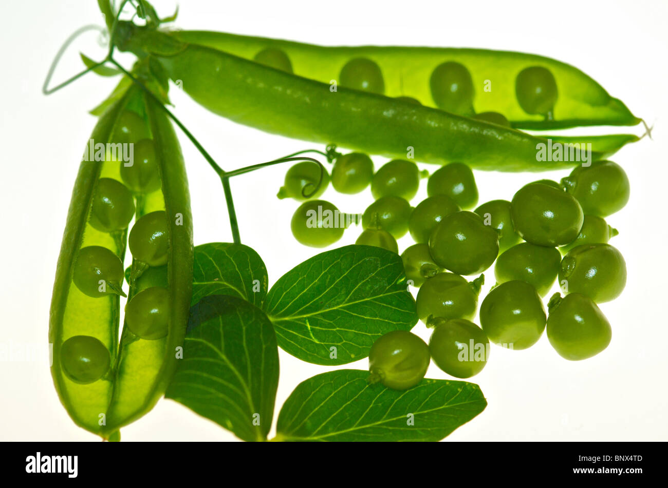 Erbsen-Garten Erbsen Bio als ein Ausschnitt-Bild von diesem Garten Lieblingsgemüse angezeigt Stockfoto