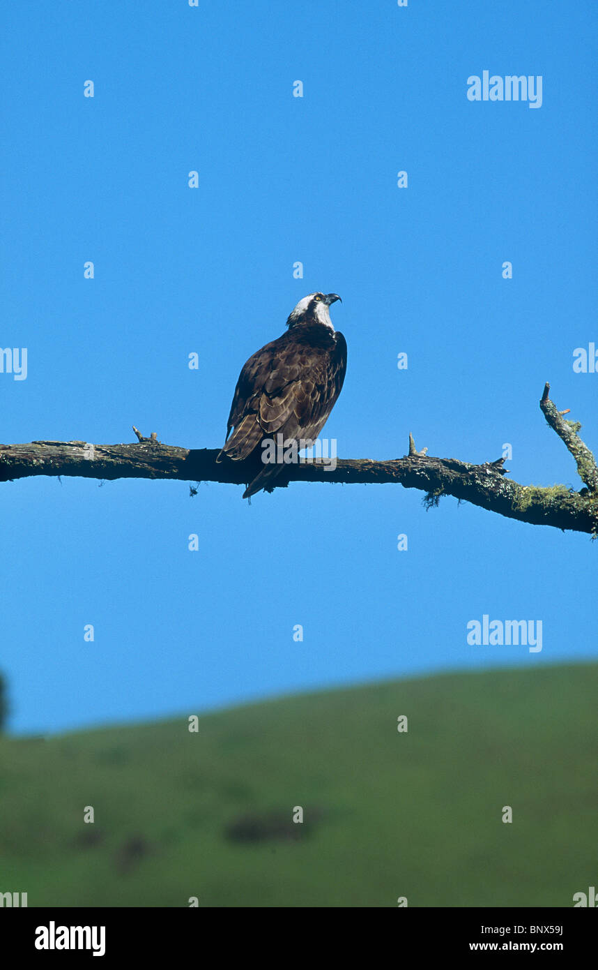Osprey thront auf einem Ast über dem russischen Fluss, Sonoma County, Kalifornien. Sie ist gen Himmel auf sie paaren. Stockfoto