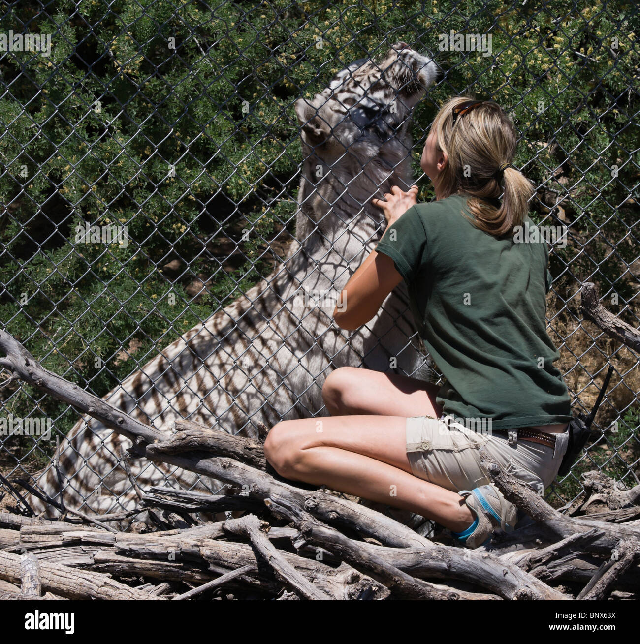 Aus Afrika Wildlife Safari Zoo Park. Weißer Tiger und weibliche Zookeeper - Freunde durch den Draht. Stockfoto