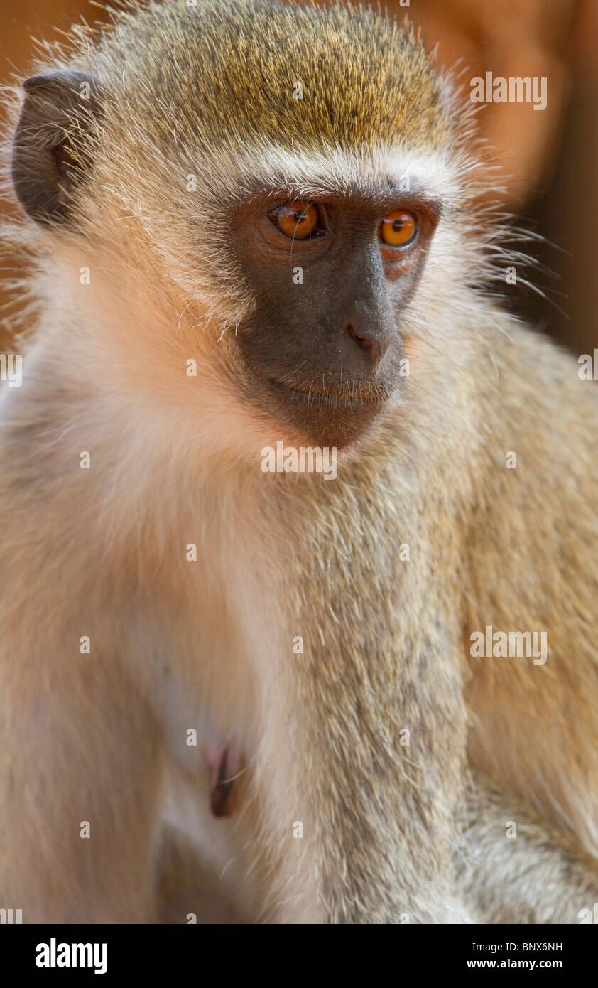 Vervet Affe (Chlorocebus, Pygerythrus) Porträt. Stockfoto