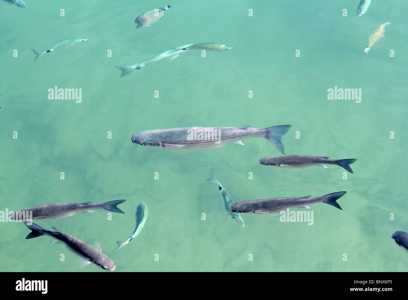 Fische-Meeräsche-Schule in Salzwasser Mittelmeerhafen Stockfoto