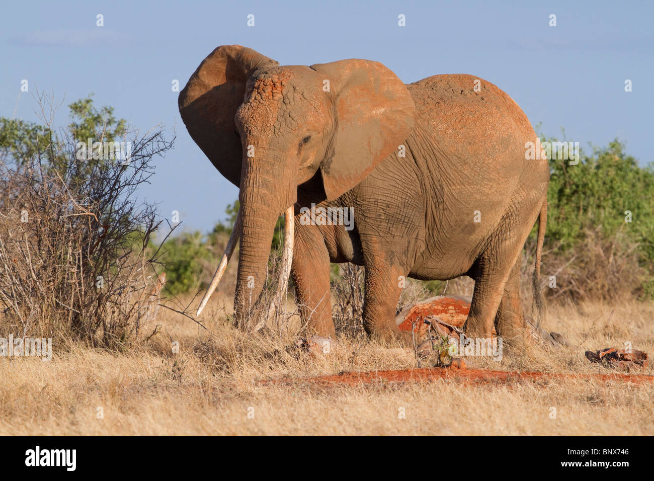 Afrikanischer Elefant (Loxodonta africana) unter dem Abendlicht, Tsavo East National Park, Kenia. Stockfoto
