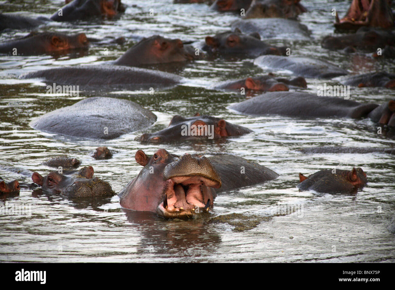 Flusspferd (Hippopotamus Amphibius) untergetaucht im Wasser, Serengeti Nationalpark, Tansania Stockfoto