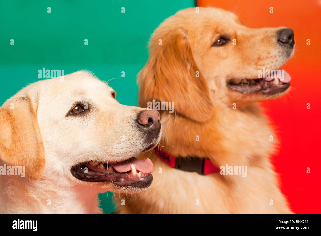 Ausgebildete Hunde für unterstützte Therapie Stockfoto