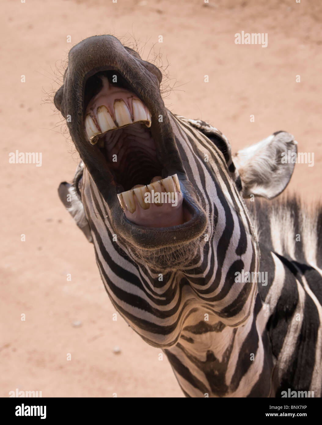 Verde Valley, Arizona, USA - Out of Africa Wildlife Safari Zoo Park. Ebenen Zebra zeigt Zähne auf Befehl von Zookeeper. Stockfoto