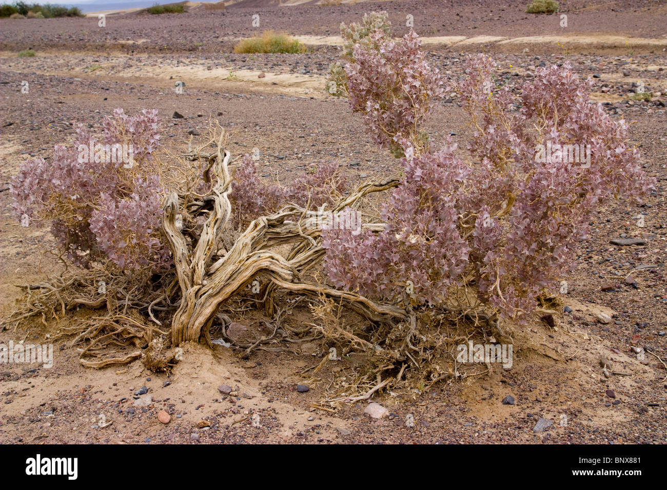 Trockene Pflanze in der Death-Valley-Wüste Stockfoto