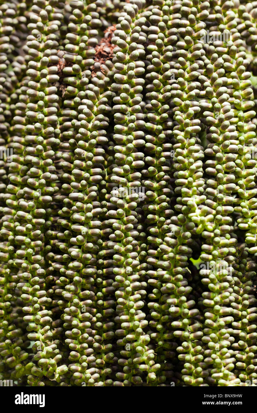 Zöpfe von vielen kleinen Daten auf asiatische Palme Stockfoto